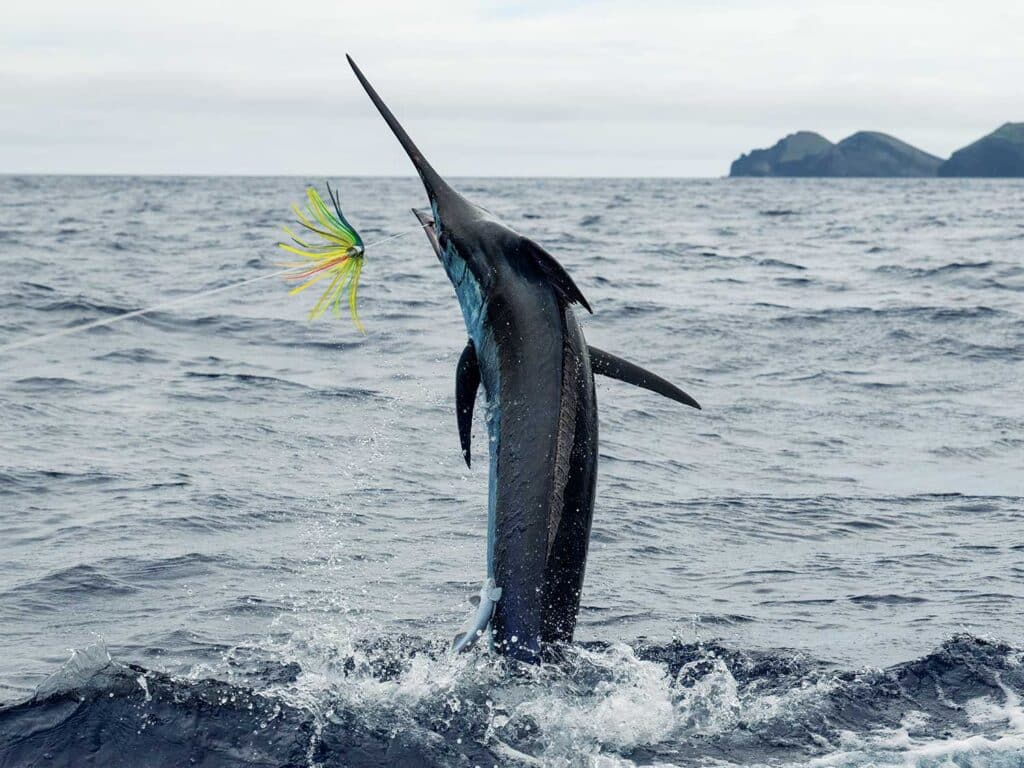 A large marlin breaks the ocean surface, mid-jump, on the leader.