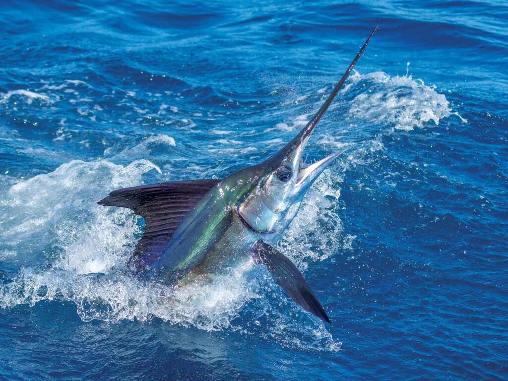 A large white marlin breaking the surface of the ocean during a catch.