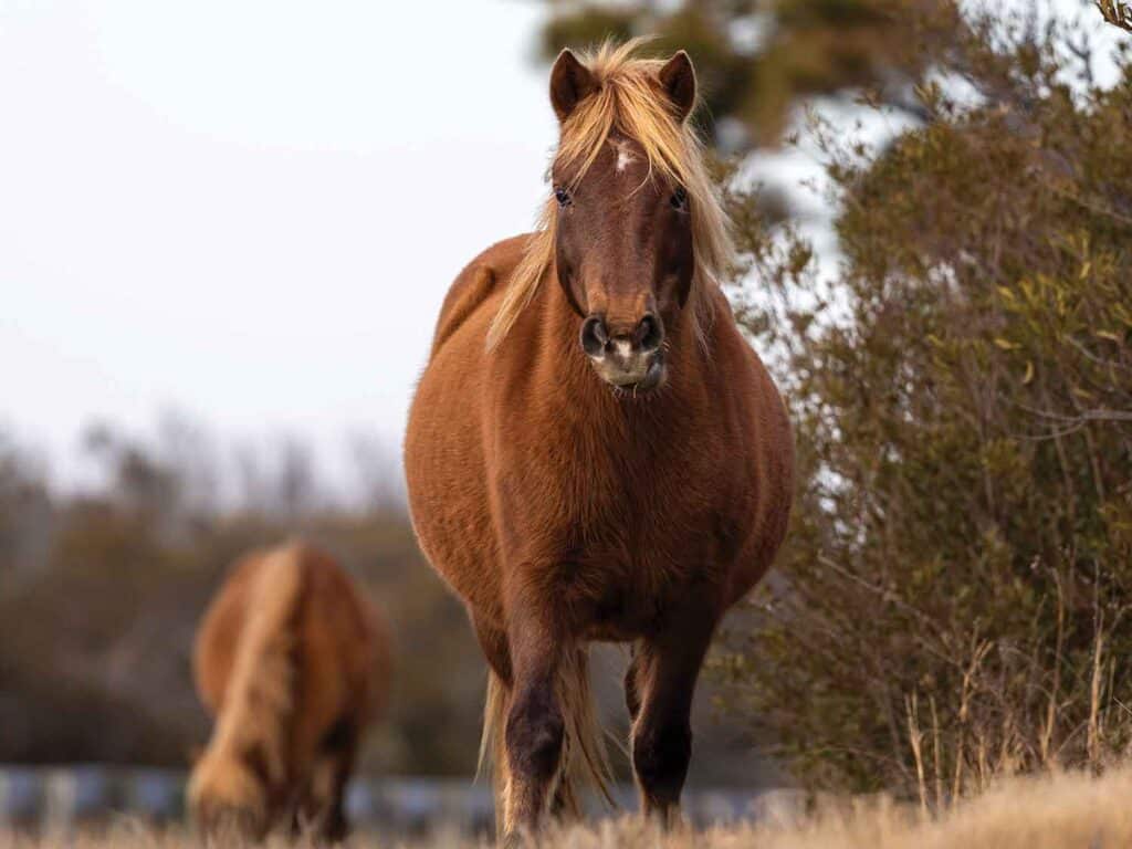 Two wild ponies on Assateague Island.