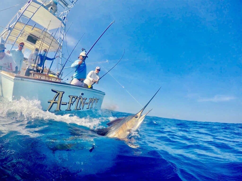 A view of a marlin being pulled boatside.