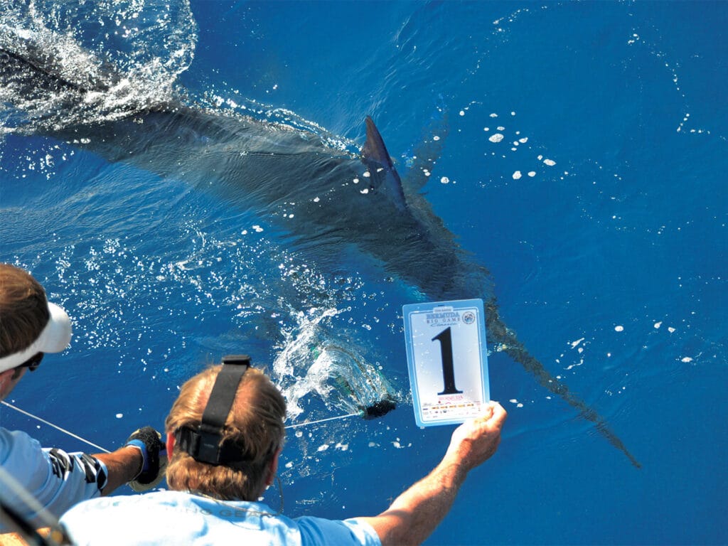 A tournament verifies a marlin release at the Bermuda Triple Crown, holding up a sign as its released back into the water.