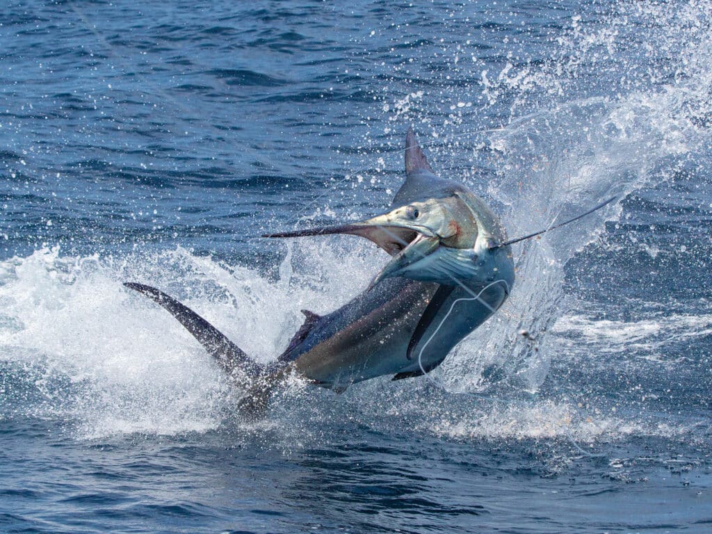 A large blue marlin jumping on the lead during the Bermuda Triple Crown.