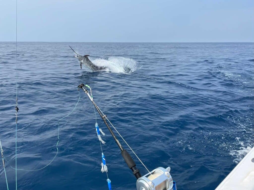 A marlin mid-jump from the waters off Guatemala while caught on the lead.