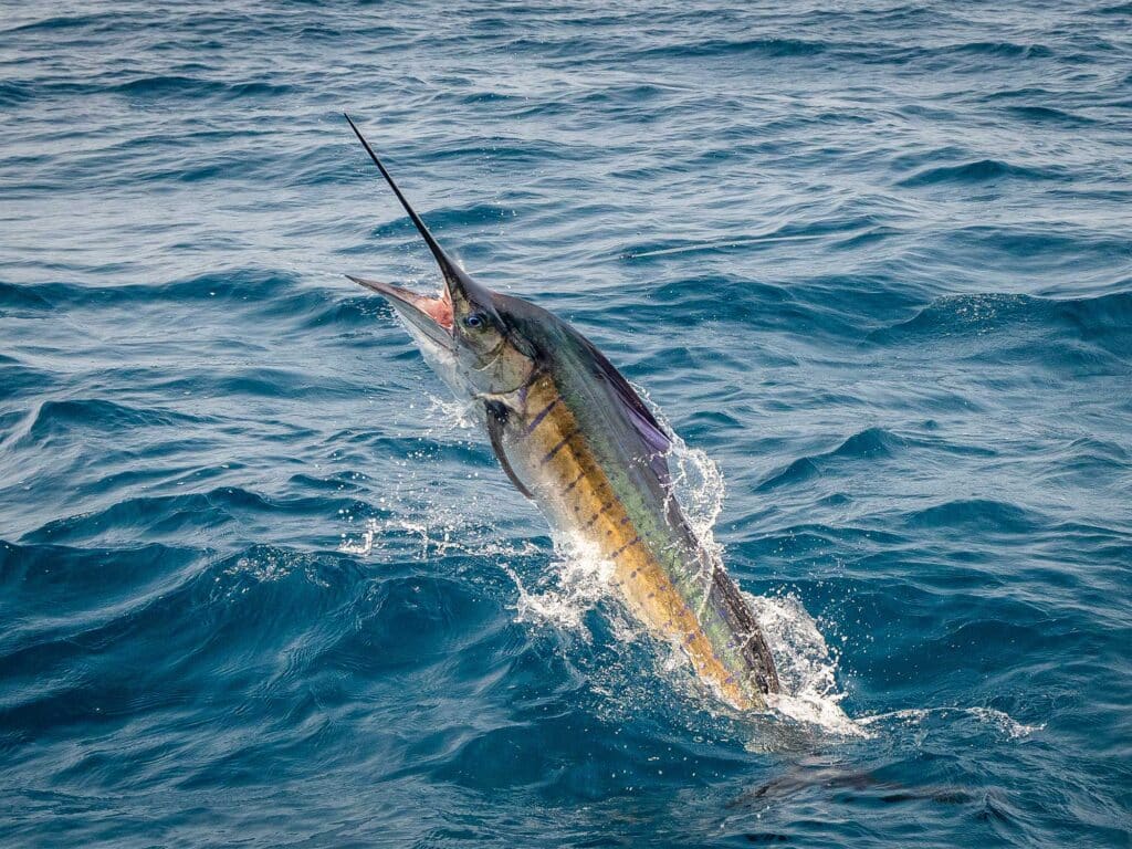 A marlin breaking the surface of the ocean.