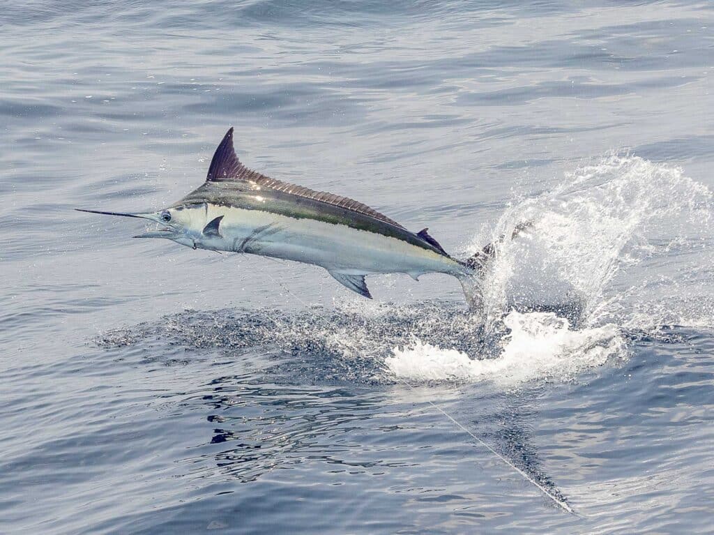 A marlin jumping out of the water while caught on the lead.
