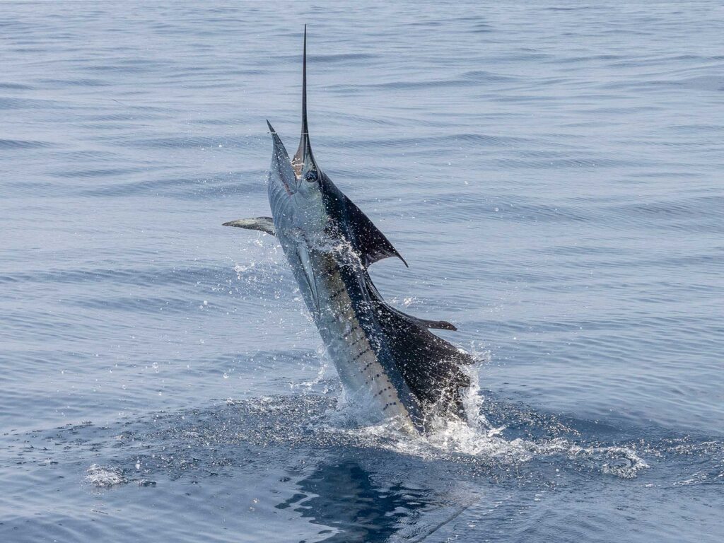 A Guatemalan sailfish breaking the surface of the ocean.