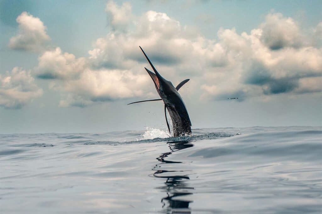 A marlin leaps out of the water on a leader.