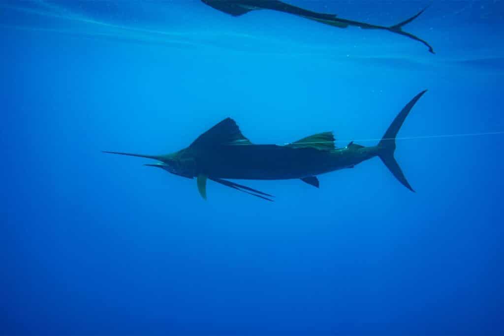 An underwater image of a billfish underwater.