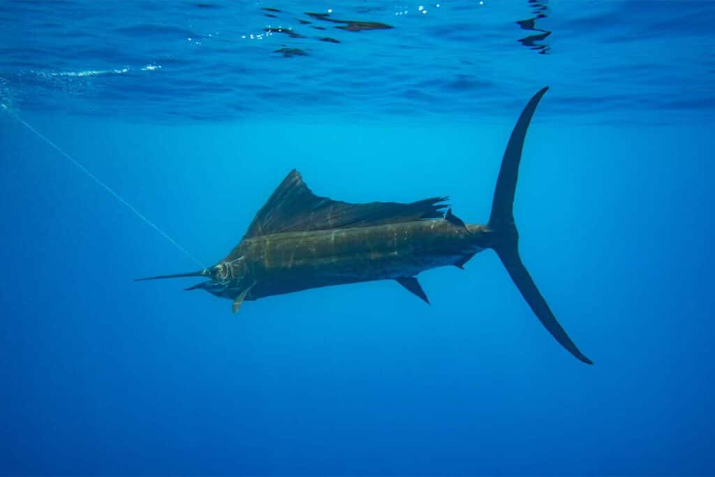 An underwater image of a billfish underwater.