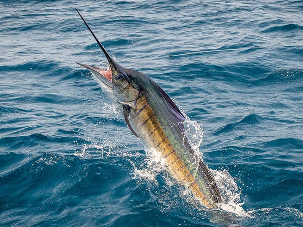 A marlin caught on the leader thrashes out of the ocean.