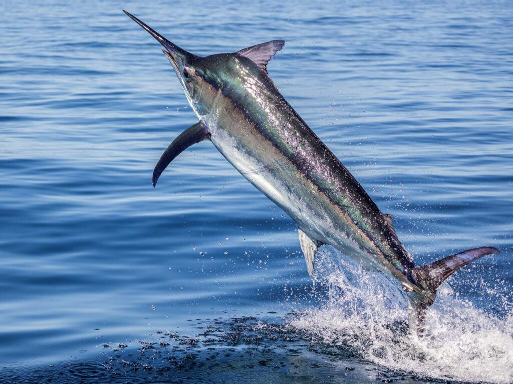 View of a blue marlin on the leader jumping out of the water.