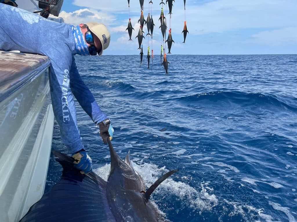 An angler pulls a large fish boatside for release.