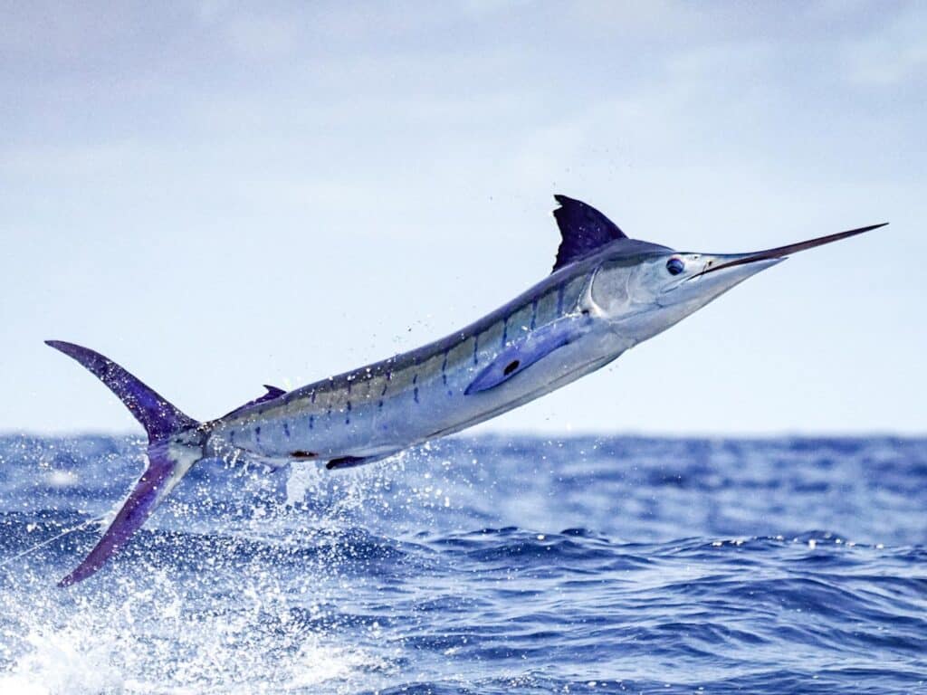 ecuador-fly-fishing-tour-expeditions-striped-marlin-jumping
