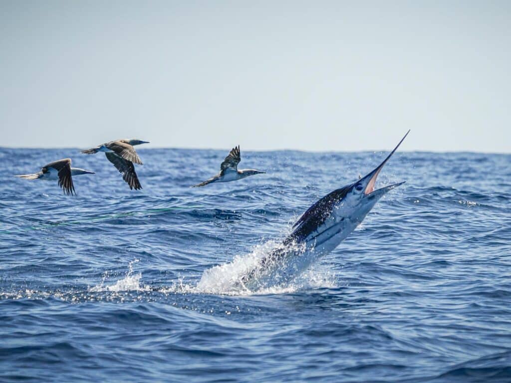 ecuador-fly-fishing-tours-marlin-expeditions