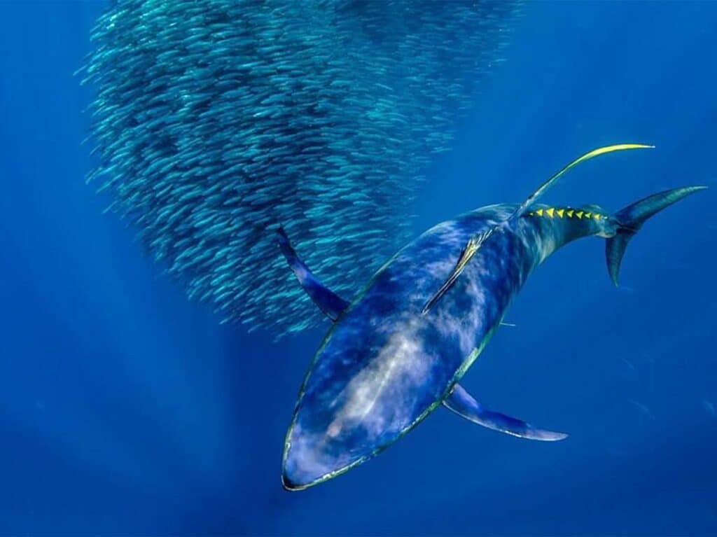 galapagos-island-tuna-underwater