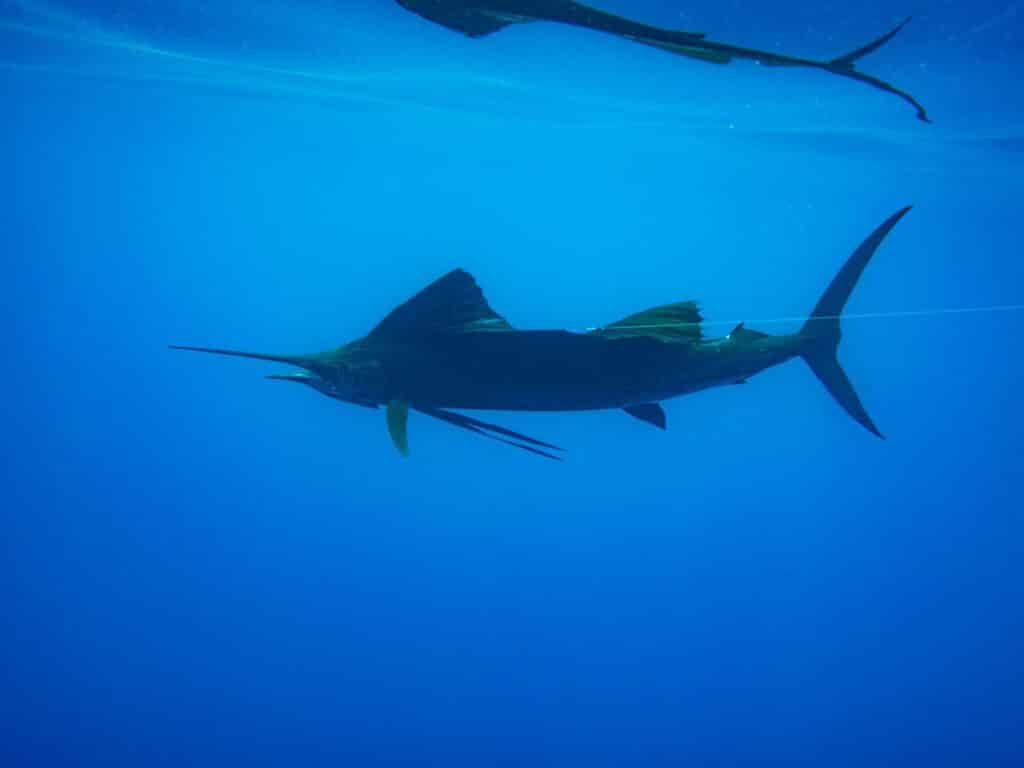 An image of a sailfish swimming underwater.