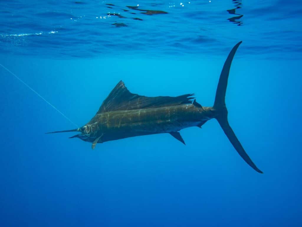 An image of a sailfish swimming underwater.