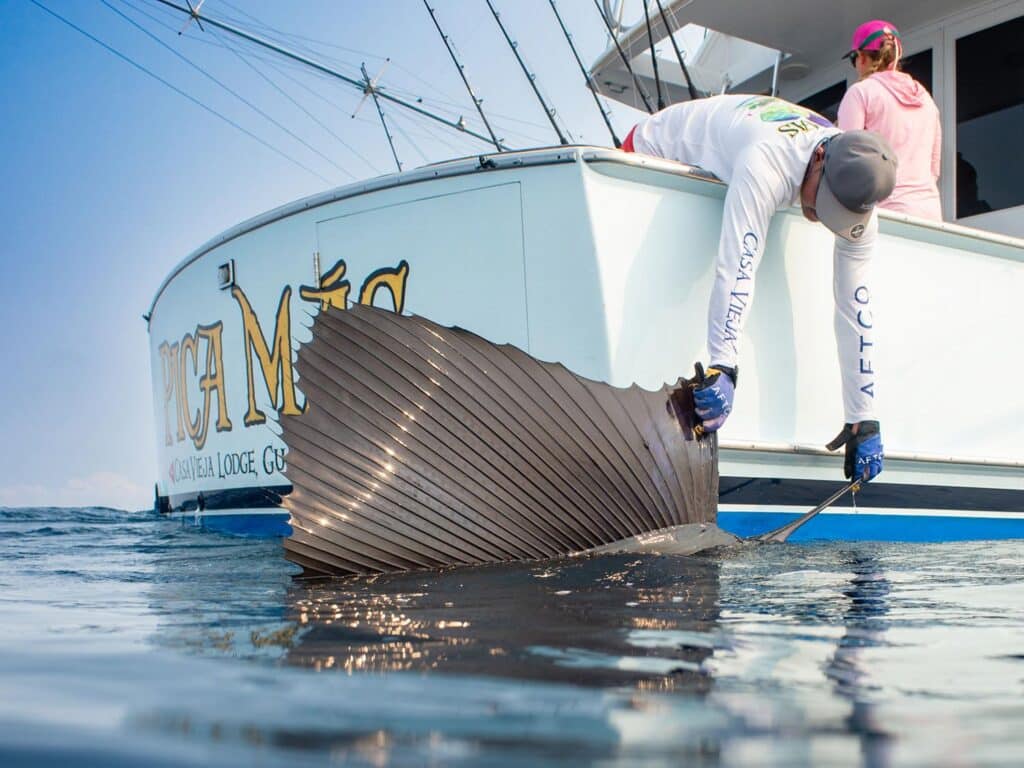 A crewmate pulls a large sailfish boatside.