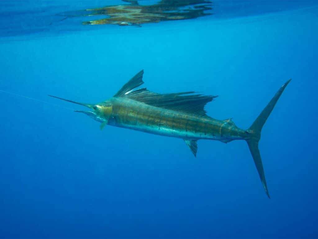 A sailfish swimming underwater