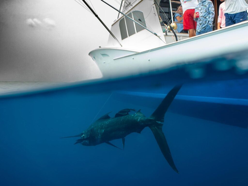 A split image of a sailfish swimming underwater near a boat hull.