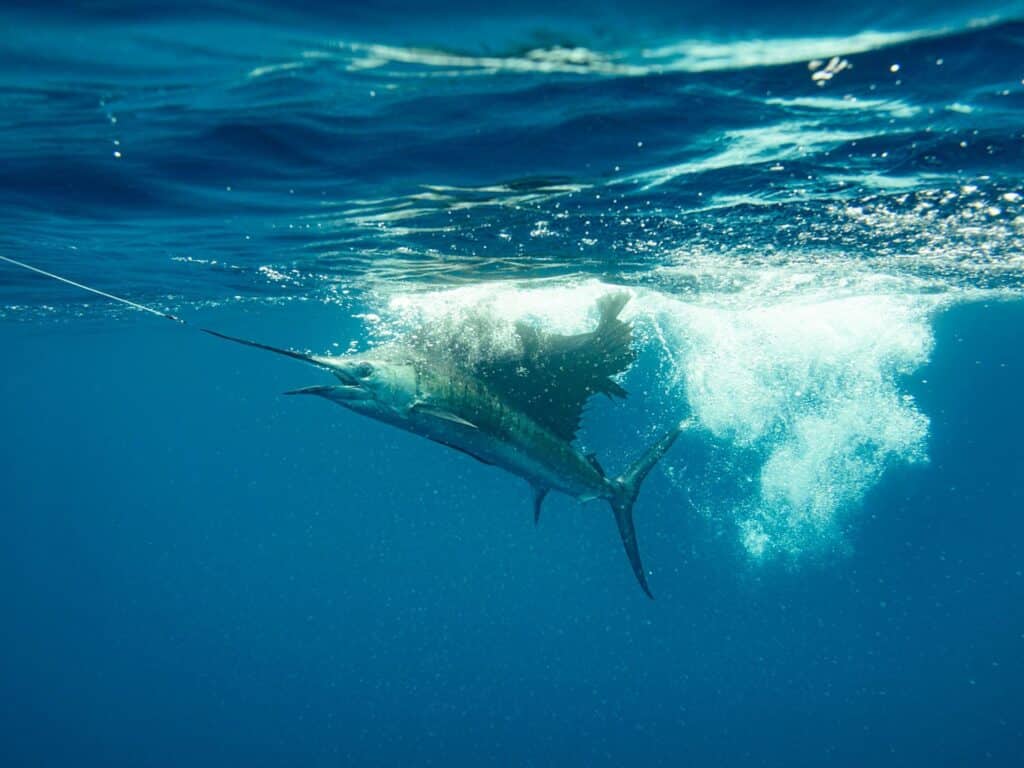 A sailfish splashing underwater.