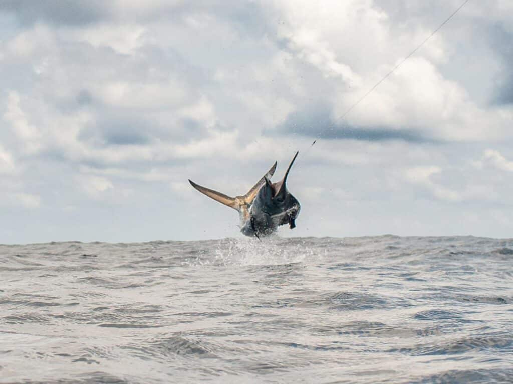 A sailfish mid-jump out of the ocean.