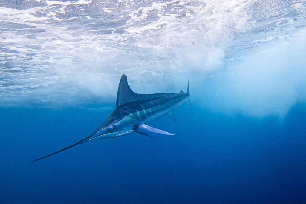 underwater-ecuador-marlin-expeditions