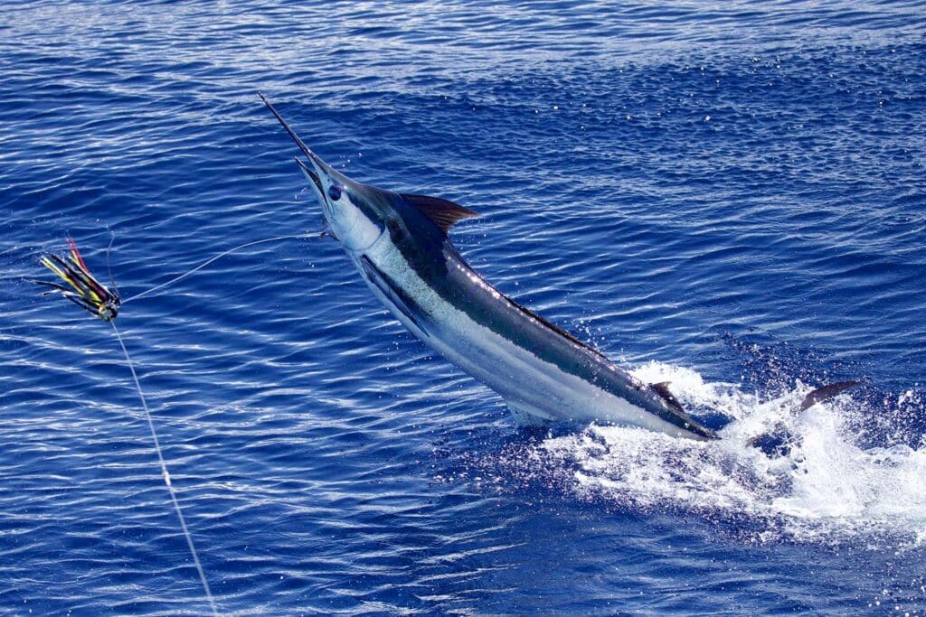 A marlin thrashes out of the water while caught on the leader.