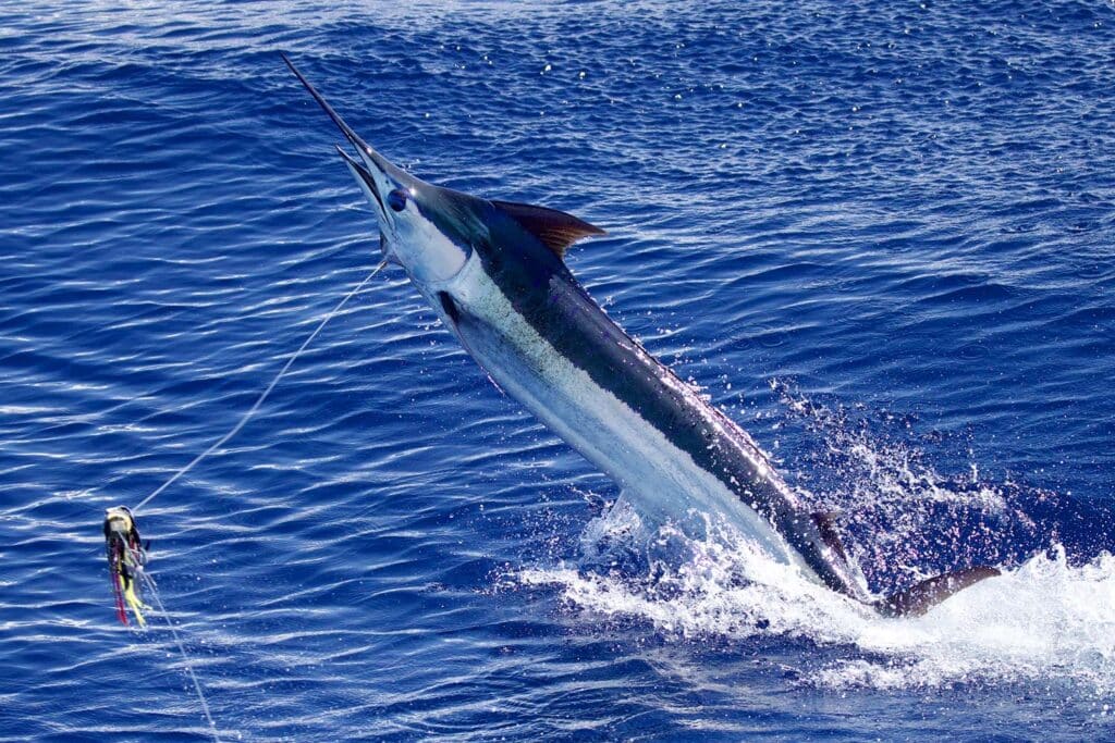 View of a marlin mid-jump out of the ocean, thrashing water and creating waves.