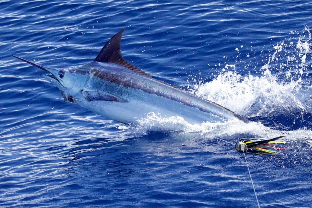 View of a marlin mid-jump out of the ocean, thrashing water and creating waves.
