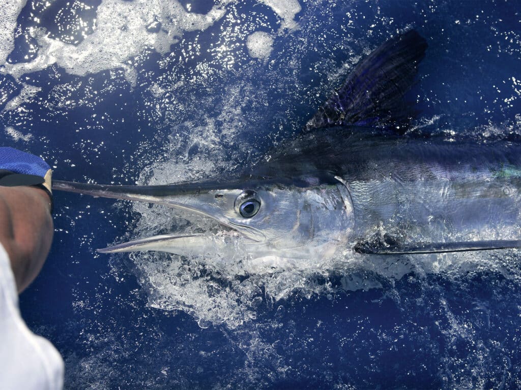 Close up of a white marlin being pulled boatside.