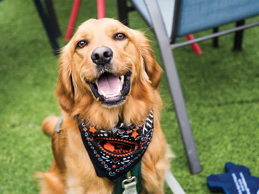 A golden retriever wearing a Tito's bandana collar.