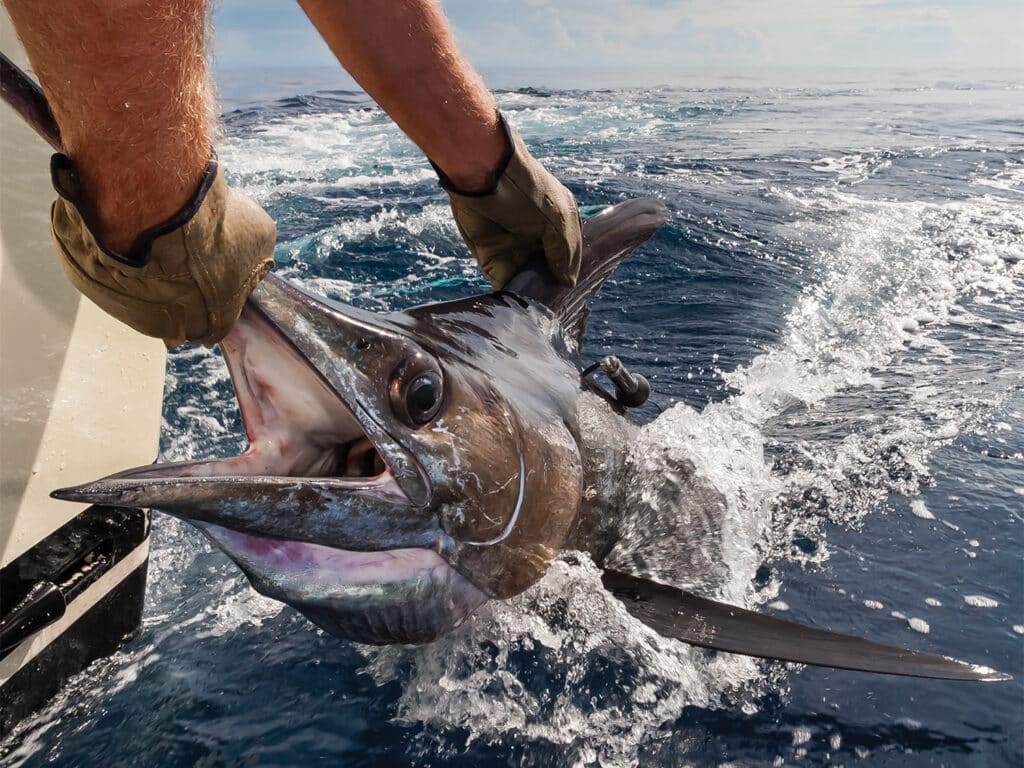 Crewmate prepares to release a marlin after tagging.l