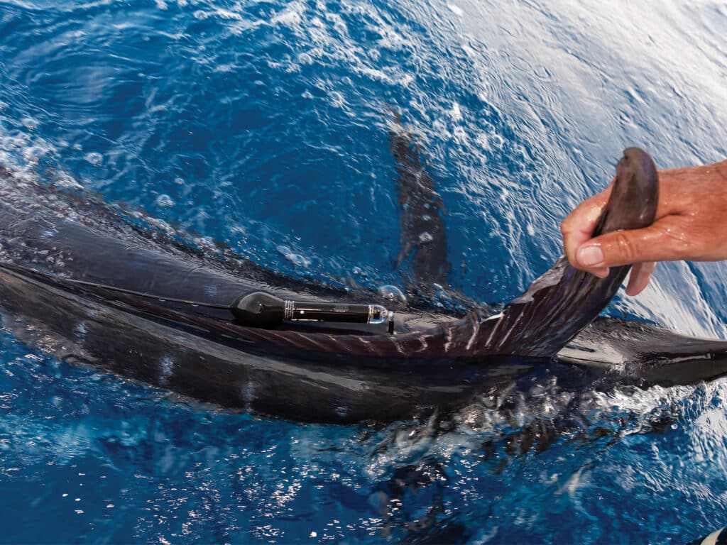 A crewmate holding a fin of a fish to show the nearby attached satellite tag.