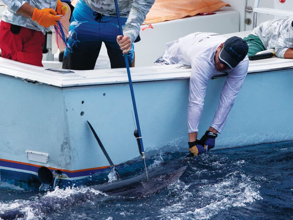 Crew hold a marlin boatside while another crewmate uses a tag stick to attach the satellite tag.