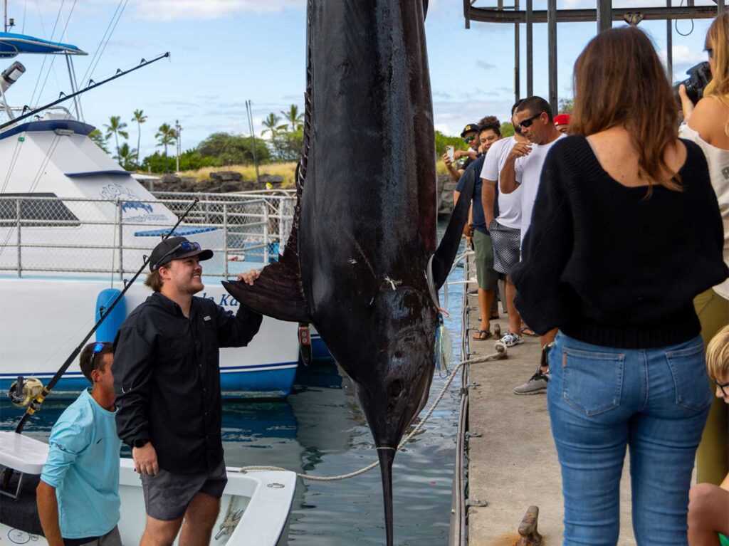 Onlookers stand around a grander blue marlin being weighed dockside.