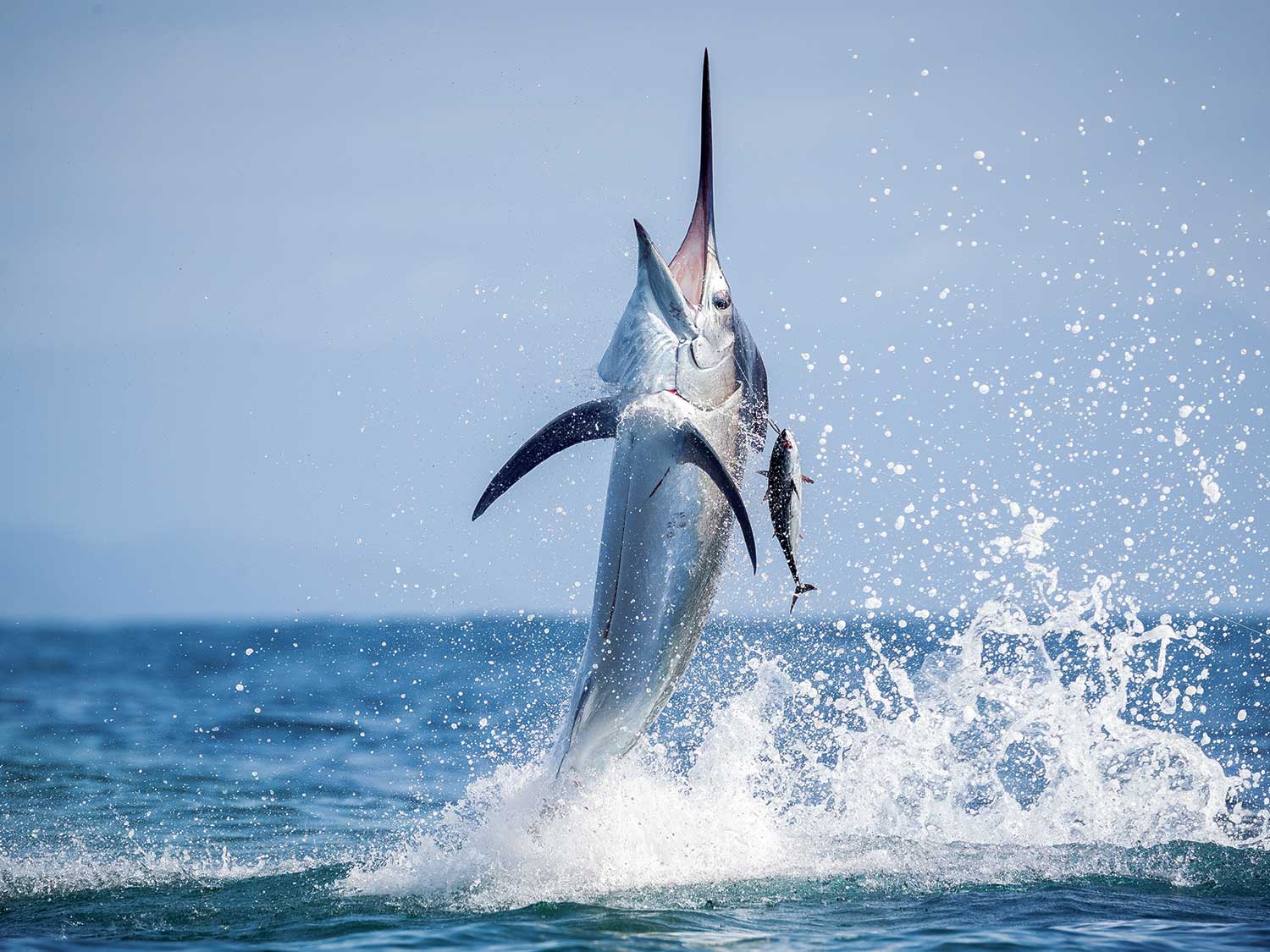 The Evolution of Tuna Tubes: From Simple Concepts to Game-Changing ...