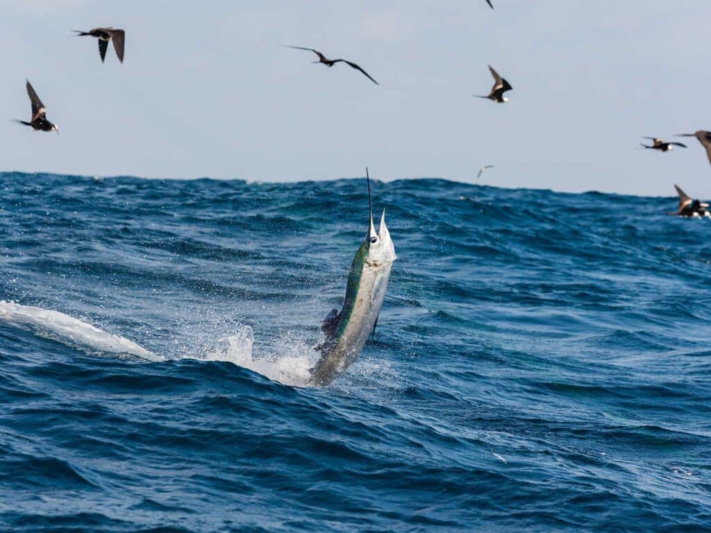 Seabirds flock above the water as a sailfish breaches the surface.