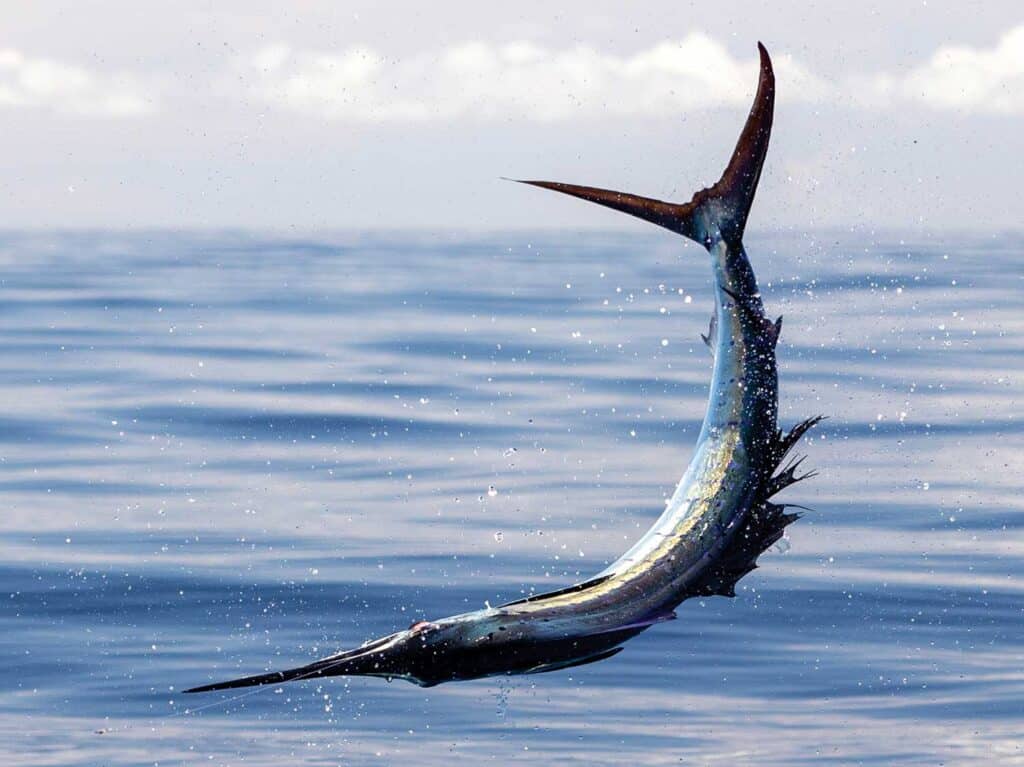 A sailfish mid-jump out of the ocean.