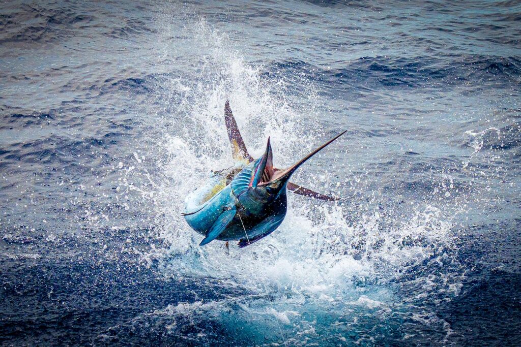 A sailfish mid-jump