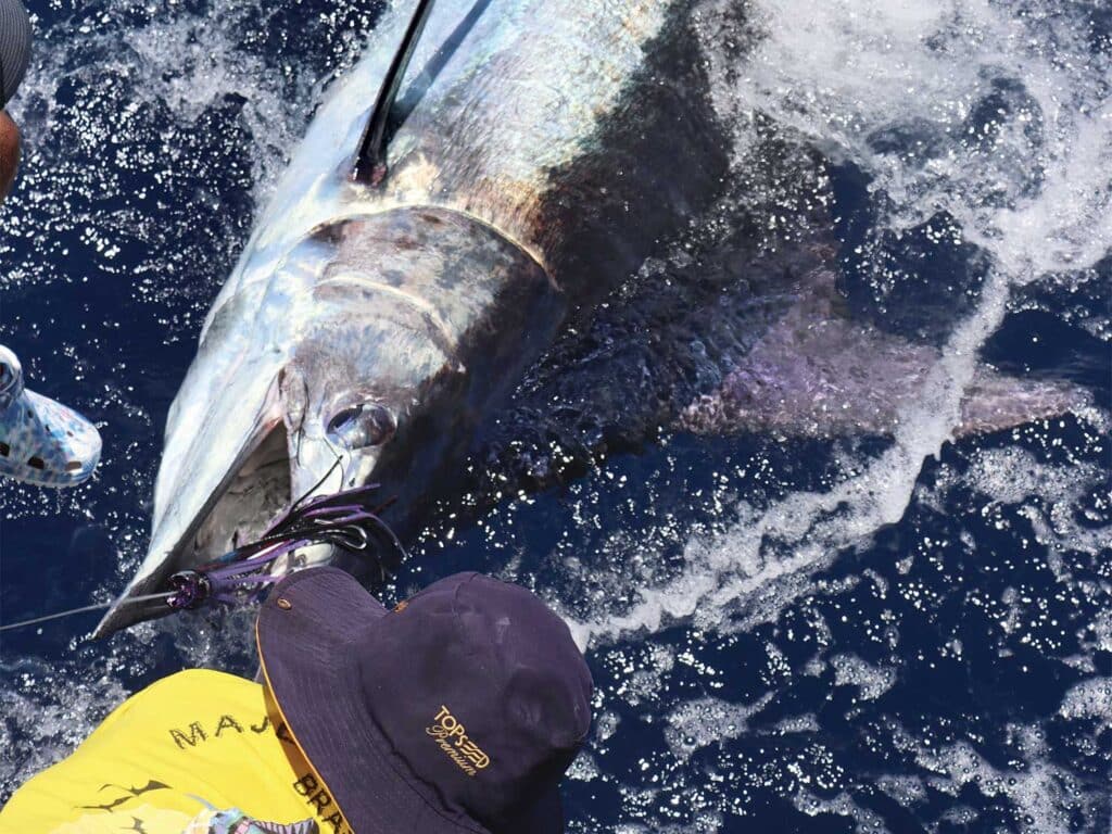 Angler holds a large marlin boatside before release.