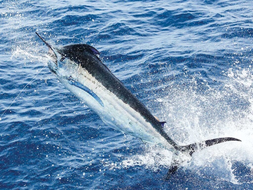 A blue marlin mid-jump out of the ocean.