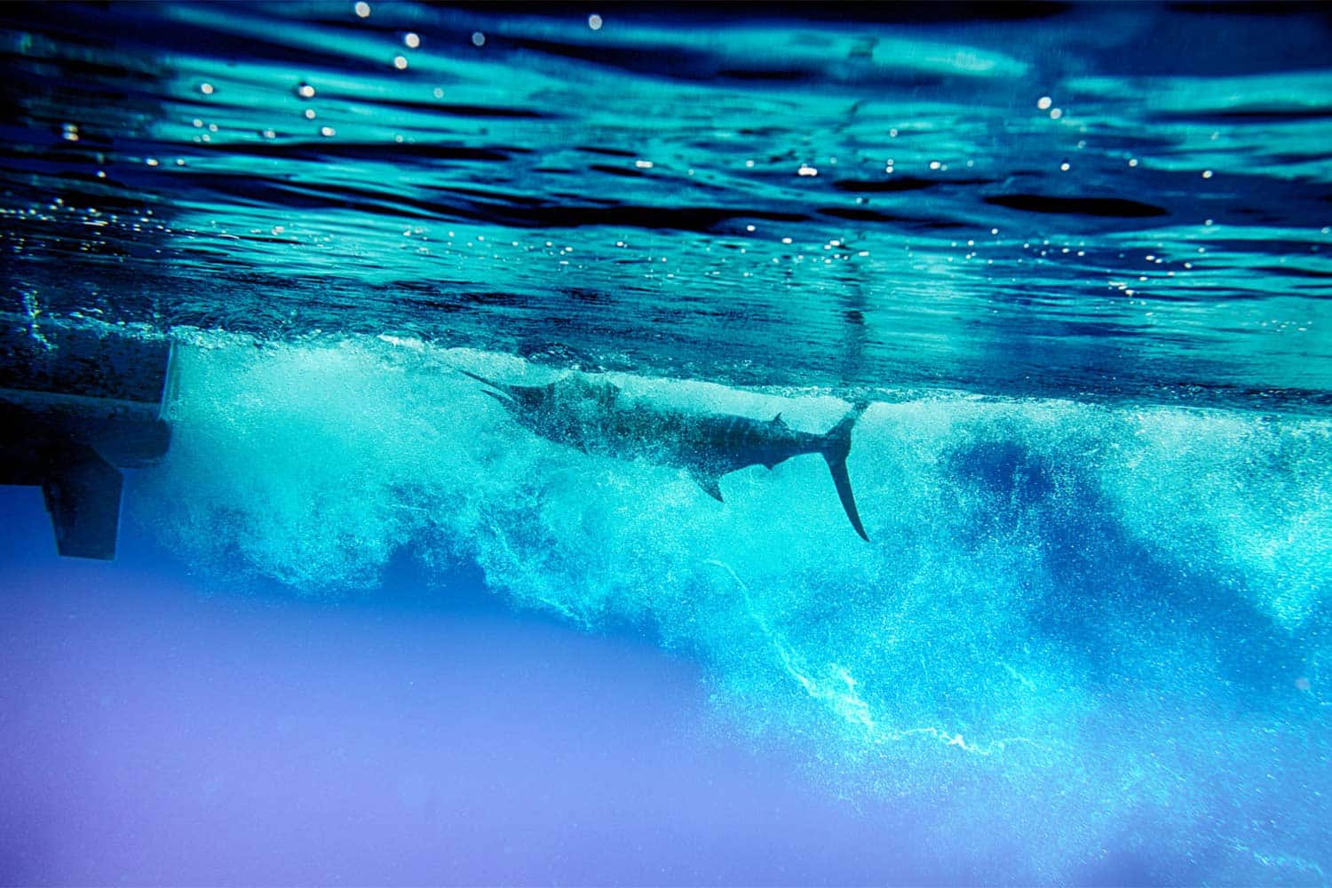 An image of a billfish swimming underwater.