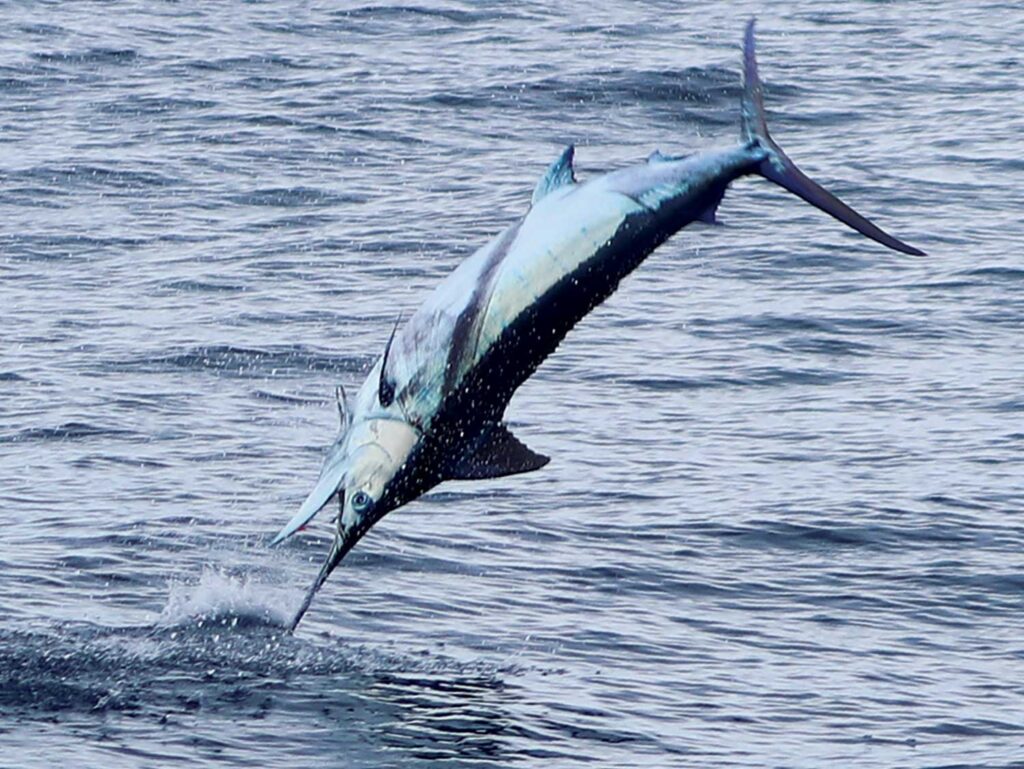 A billffish mid-jump out of the ocean.