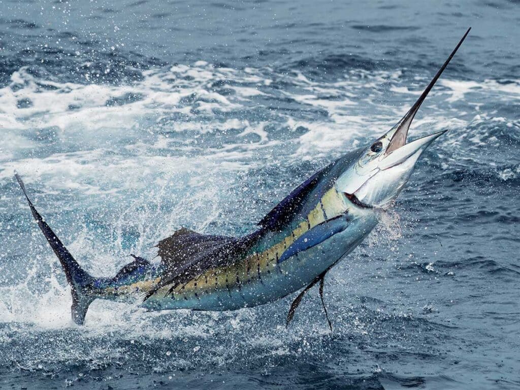 A billfish mid breach as it jumps out of the ocean.