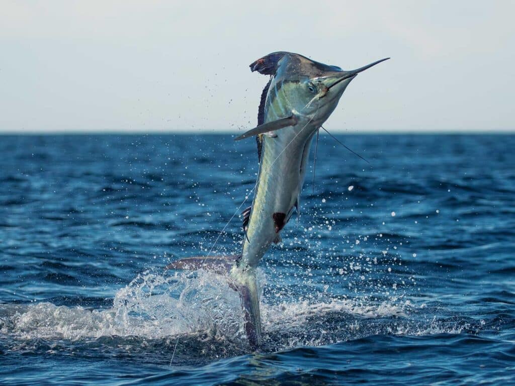 A striped marlin breaching the ocean mid-jump.