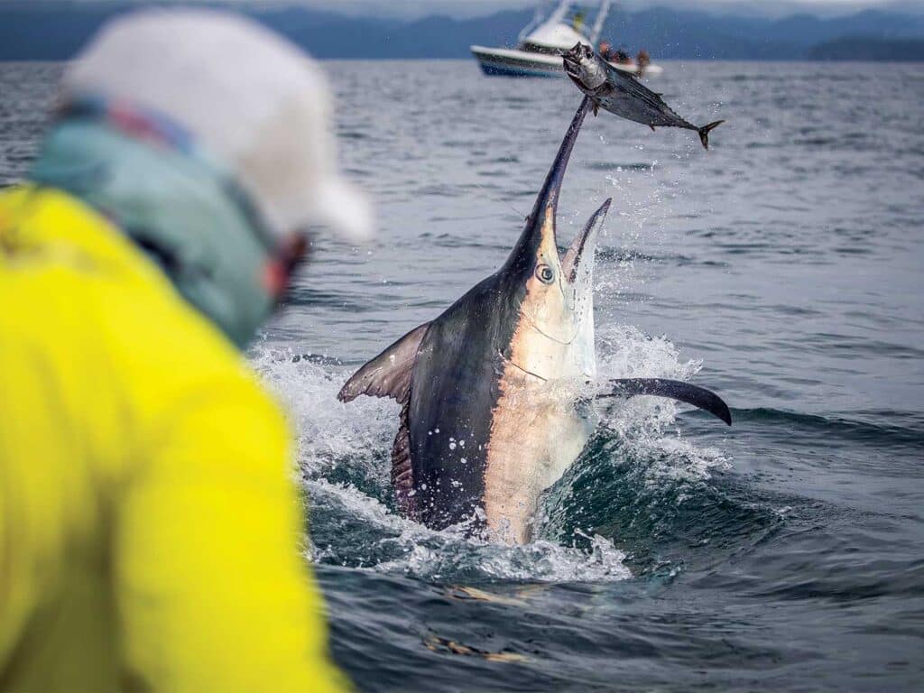 A large black marlin mid-breach out of the ocean.