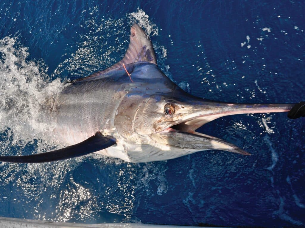 A large black marlin pulled boatside.