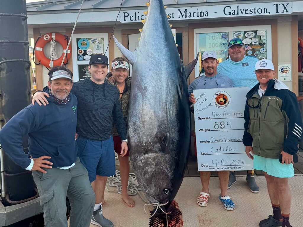 A team of anglers preparing a large bluefin tuna for weigh-in.