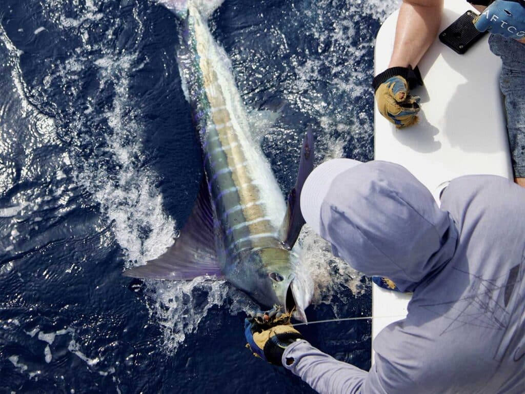 An angler pulls a marlin boatside.